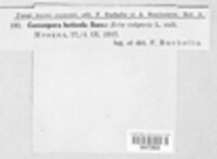 Cercospora beticola image